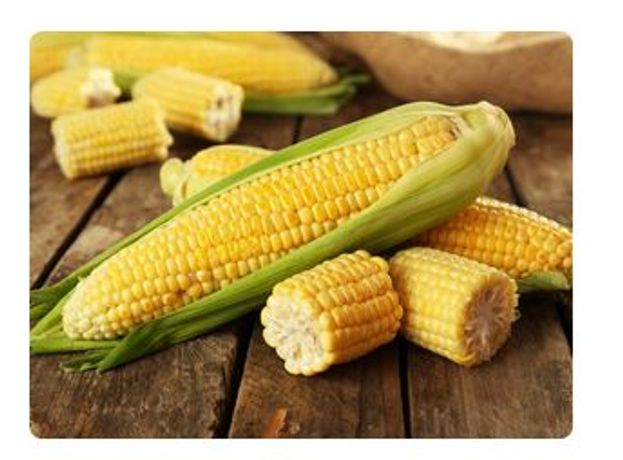 Liquid Organic Fertilizer for Corn - Agriculture - Crop Cultivation