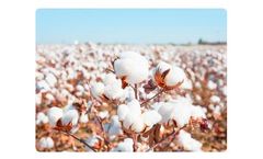 Liquid Organic Fertilizer for Cotton