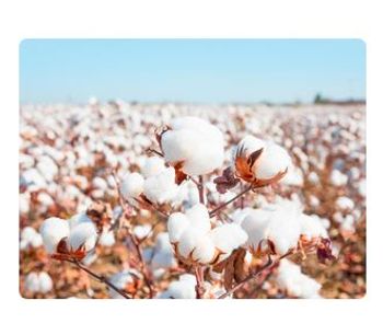 Liquid Organic Fertilizer for Cotton - Agriculture - Crop Cultivation