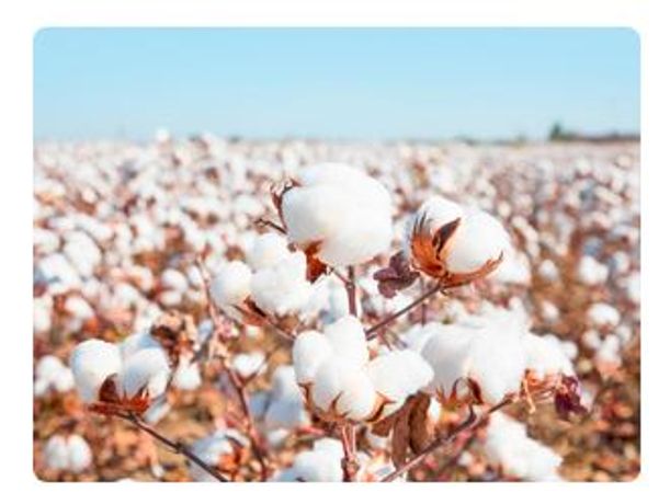 Liquid Organic Fertilizer for Cotton - Agriculture - Crop Cultivation