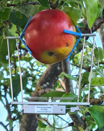 Ecomatik - DF series - Fruit and Vegetable Dendrometer