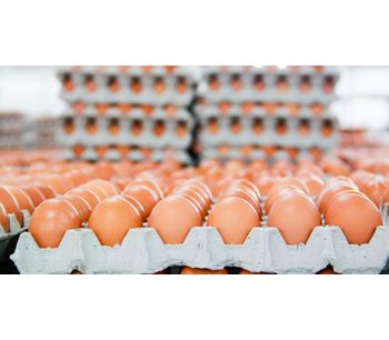 How To Find Reliable Egg Tray Making Machine Manufacturer