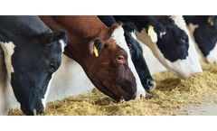 Biochar in Animal Feed: Precautions and Considerations