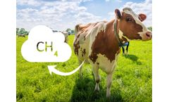 Mechanisms of Biochar in Reducing Rumen Methane Emissions in Livestock