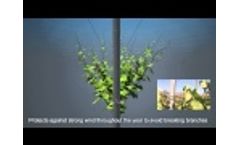 NEOVID - The best vine-training system Video