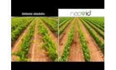 Do you have a vineyard? Install neovid Video