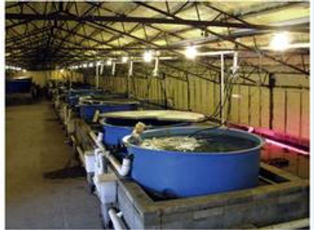 Ewater Sea Bass RAS System