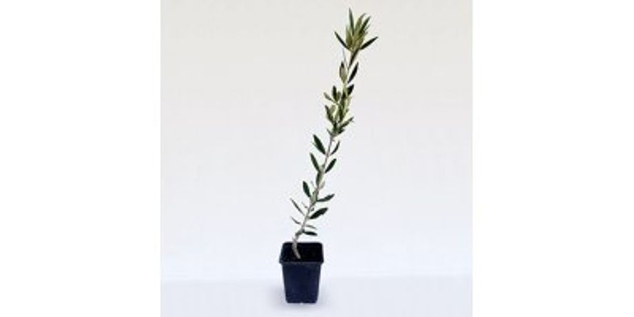 Olive Tree Koroneiki