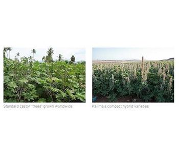 CastorMaxx© - Integrated Castor Cultivation System