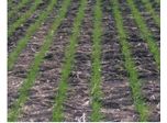 Your Cereal Seeding Rate Matters Too