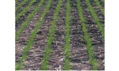 Your Cereal Seeding Rate Matters Too