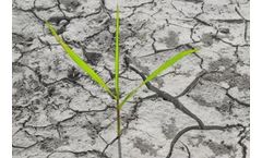 Water Scarcity is Putting Global Food Production at Risk