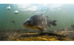 Water Pollutants Feminizing Male Fish