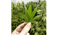 Laboratory solutions for cannabis testing industry