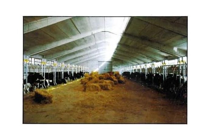 Feeding Systems for Milk Cows-3