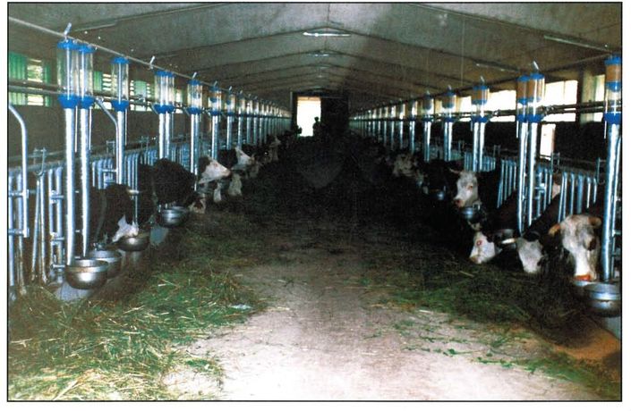 Feeding Systems for Milk Cows-2