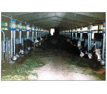 Feeding Systems for Milk Cows-2