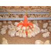 Low Level Feeding Plants for Broilers