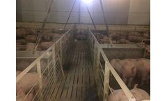 Hurdles for Pigs L1400
