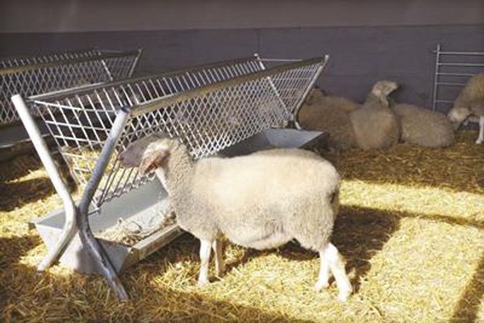 Two-side Sheep and Goat Feeder