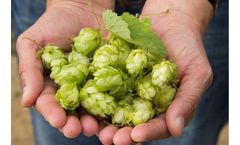 Flavour and Aroma Profile of Hops Using FET-Headspace on the SCION Instruments Versa using GC-MS