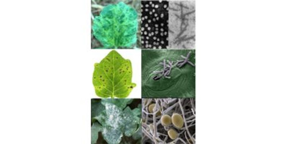 Creative Diagnostics - ELISA Plant Pathogen Kits