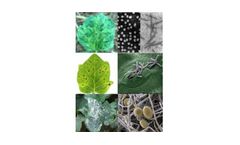 Creative Diagnostics - ELISA Plant Pathogen Kits