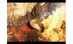 Palmrüssler - Red Palm Weevil Video