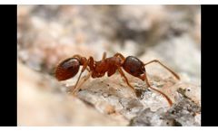 Nemaplus - House + Garden- Biocontrol of Ants with Beneficial Nematodes - Video