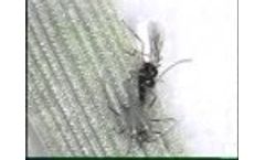 Viridaxis - Aphid Parasitoides Video