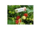 FresaProtect - Strawberry Aphid Species Parasitoides
