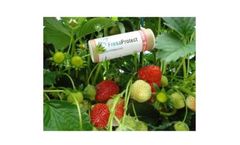 FresaProtect - Strawberry Aphid Species Parasitoides