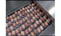 Moba Prima 2000 Egg Grading and Packing Machine Video