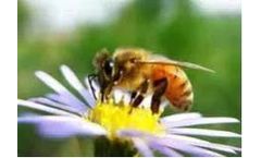Environmental Balance Device (EBD) Technology for Bee Colony Collapse Disorder Solution