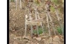 Pepinieres - Vine Plants Video