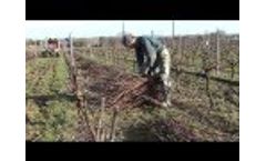 Nurseries Morin - Planting of Vine Plants, Size, Grafting by Vinimédia Video