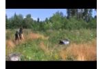 Bark Beetle - Trap Stand for Three Bark Beetle Slit Traps - Witasek Video