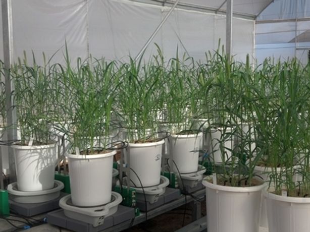 Plantarray Solution for Whole Plant Physiology - Agriculture - Crop Cultivation