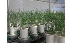 Plantarray Solution for Whole Plant Physiology