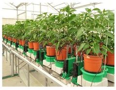 Bio-stimulants Effect on Pepper Plant Performance  Case Study