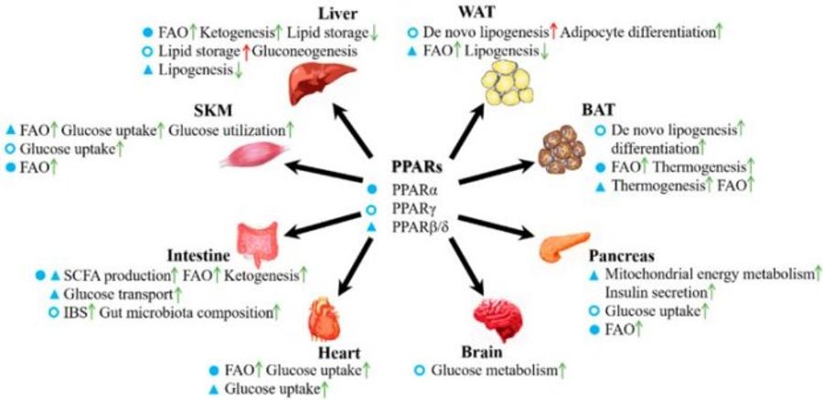 Roles of PPARs in the energy metabolism of various organs