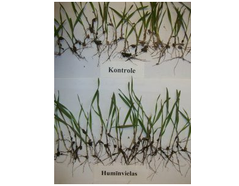 The effectiveness of Humate GreenOK winter wheat