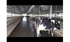China Factory Cow & Horse Rubber Mats Rolls Video