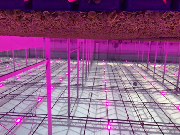 Water Cooled LED Grow Light Fixtures for Vegetables-2