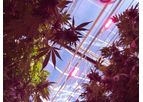 Oreon - High Efficient LED Grow Lights for Cannabis