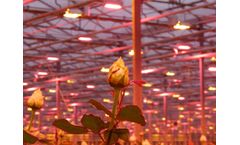 Oreon - LED Grow Light Fixtures for Flowers