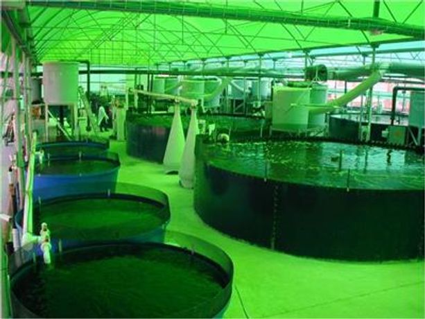 Recirculating Aquaculture System (RAS)