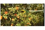 FFRobotics - Robotic Fruit Harvester