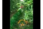 SwarmFarm Apple Flower and Fruitlet Management Video