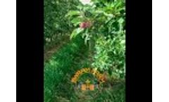 SwarmFarm Apple Flower and Fruitlet Management Video